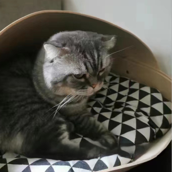 羊毛あったか猫ちゃんのフェルトハウス 2370