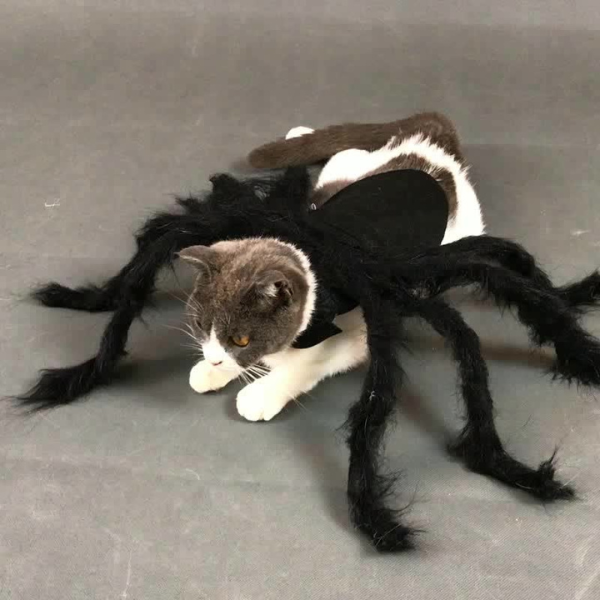 猫ちゃんスパイダー 2309