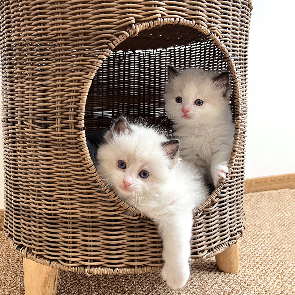 ラタン×ウッドの手織りキャットハウス2447
