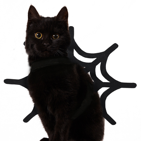 猫ちゃんスパイダー 2309