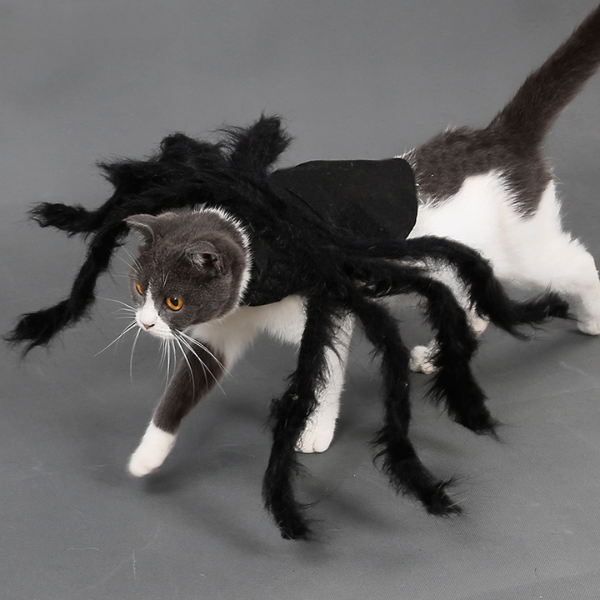 猫ちゃんスパイダー 2309