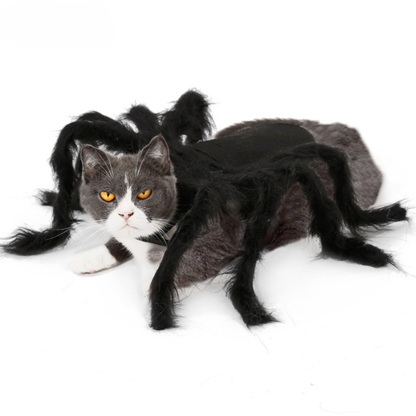 猫ちゃんスパイダー 2309