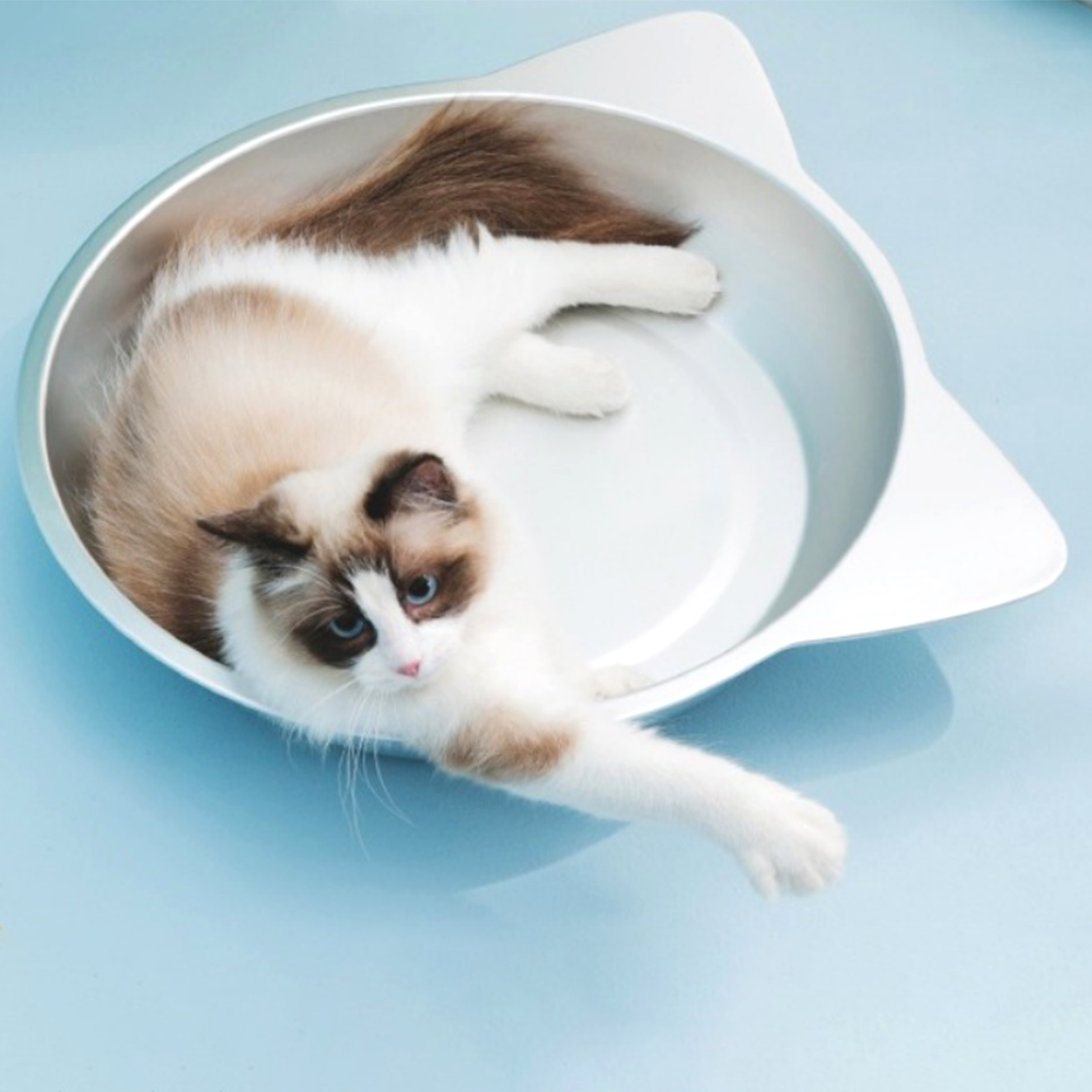 ひんやり猫鍋 2021