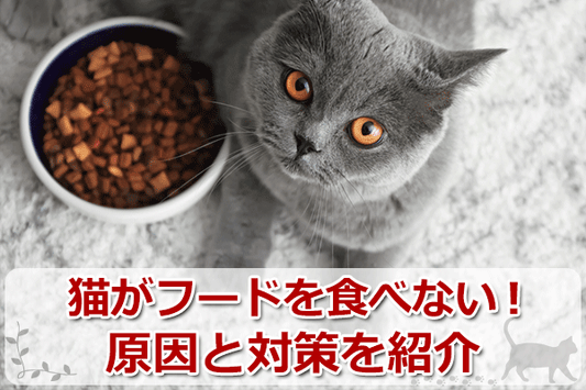 猫がカリカリを食べないのはわがまま？先住猫がご飯食べない原因はストレス？